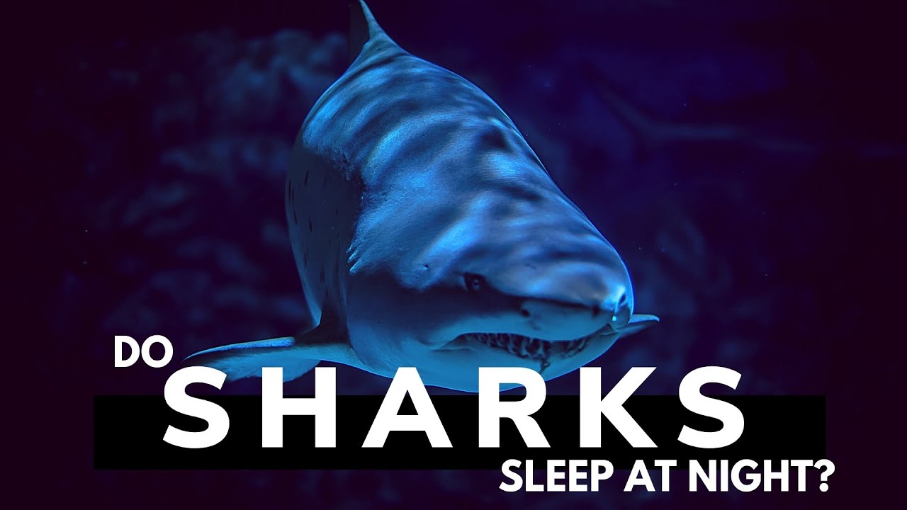 sharks dont sleep